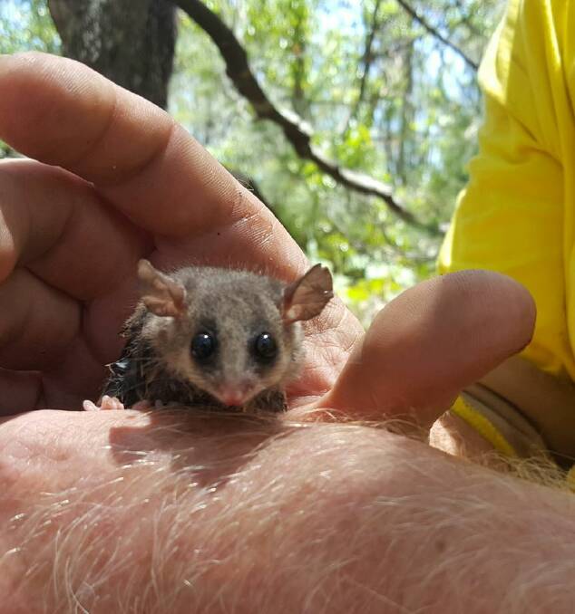 Found by campers at Diamond Head. This eastern pygmy possum is thought to have been living in a tiny hollow in a branch which was cut for firewood. Photo: NPWS