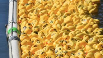 Port Macquarie Lions' 2023 Duck Race raised over $12,000 for local charities. Picture by Emily Walker