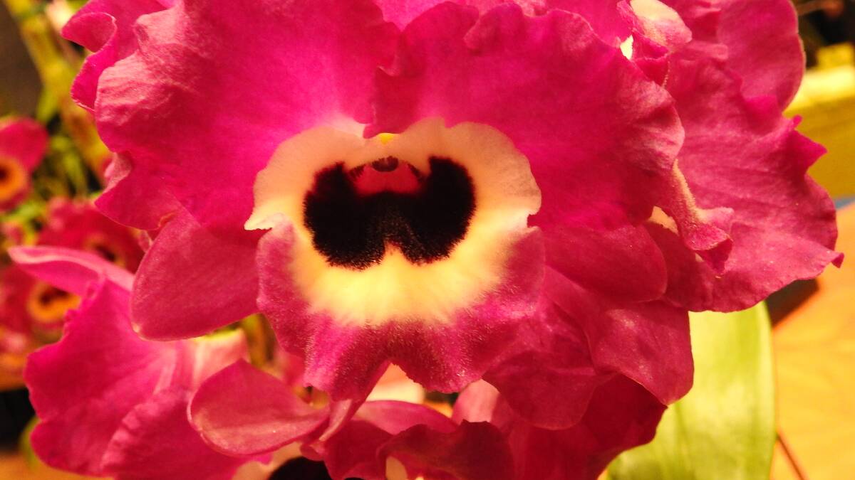 Orchid show in Wauchope