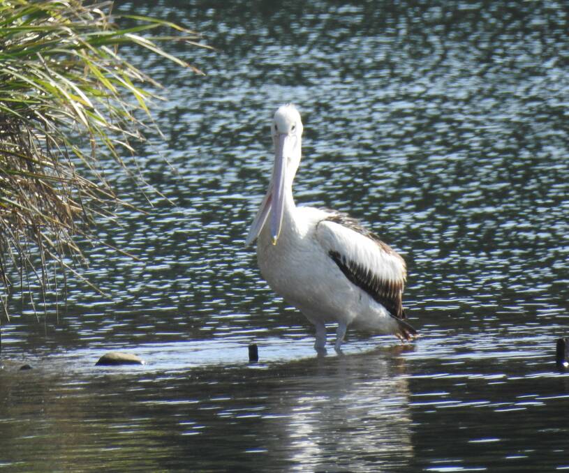 The pelican with the injured beak at Rocks Ferry Reserve can't feed itself or clean itself.