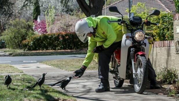 Australia Post postman John Kanard has found the best defence against swooping magpies is a muesli bar. Photo: Karleen Minney
