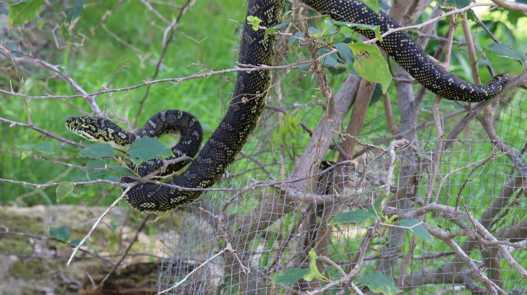 A resident on a property inland from Forster filmed this large diamond python.  CLICK THE PHOTO TO SEE THE VIDEO