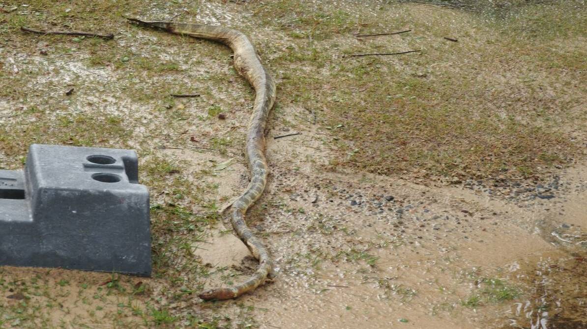 This large Beaked sea snake was found washed up and dead at the Breakout at Hat Head after the August storms this year.  CLICK THE PHOTO TO READ THE FULL STORY