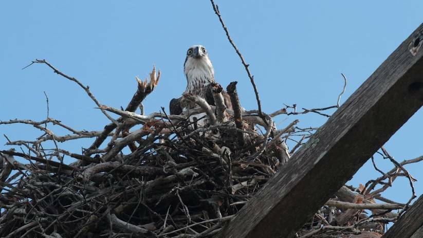 Over the years Luis Huesch has been documenting nesting Eastern Ospreys at the Green Point turn off power pole south of Forster. CLICK THE PHOTO FOR THE BACKGROUND STORY