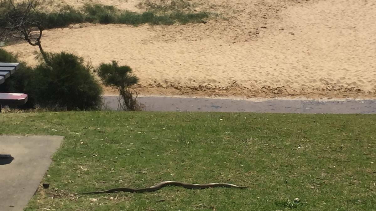 Jessica Kate photographed this brown snake at Black Head beach in October last year.  CLICK THE PHOTO TO TAKE YOU TO THE FULL STORY