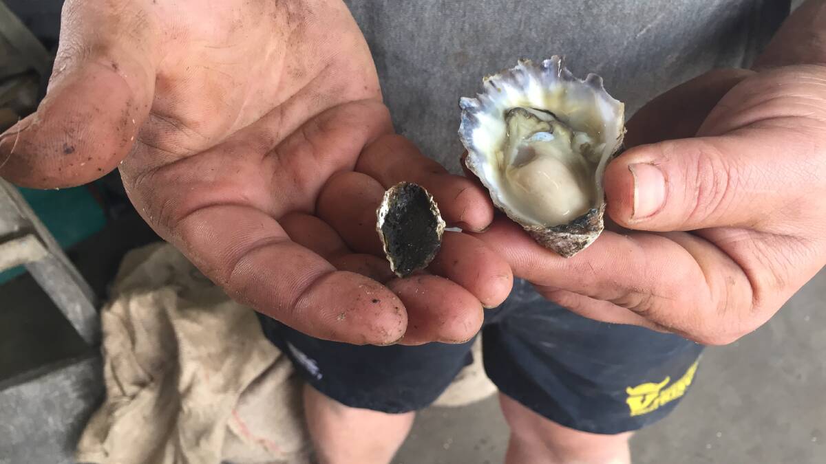 GROWING: A juvenile and a grown oyster side by side. Photo: Laura Telford