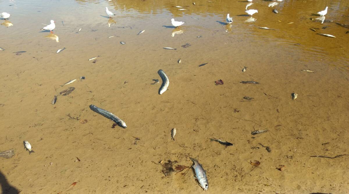Dead marine animals at Duchess Creek, Bonny Hills. Photo: Jack Orafferty.