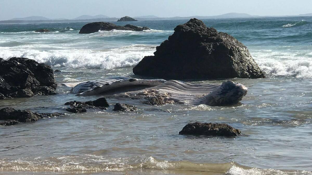 The dead whale at Nobbys Beach. Photo: MATT ATTARD