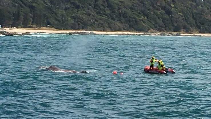 Whale dies at Port Macquarie beach
