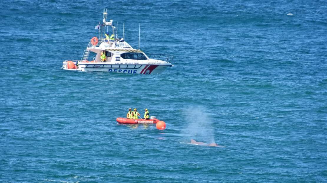 Whale dies at Port Macquarie beach