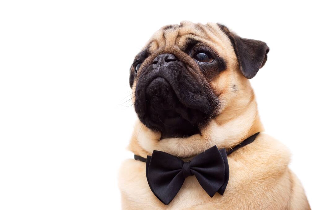 How to keep your furry friends dressed to impress | Trending