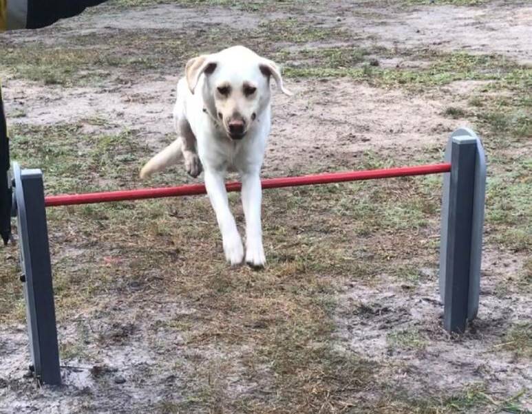 Sam enjoys the agility equipment at Henry Kendall Reserve's leash-free dog park. Photo: Ann Cheesman