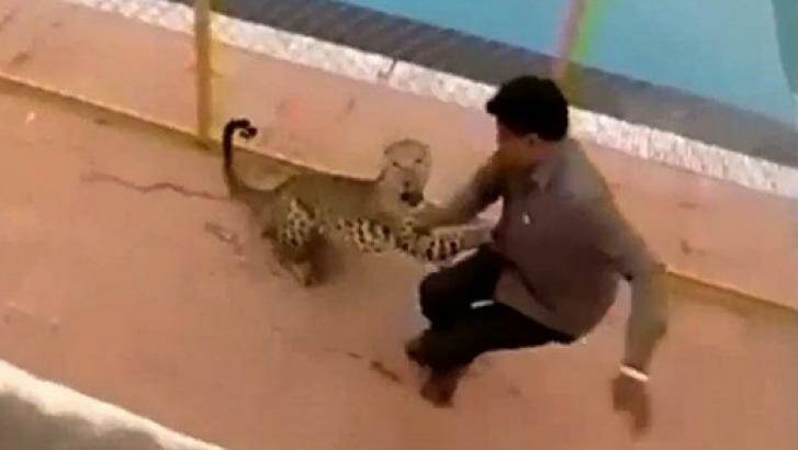 Scary encounter: The leopard chases down a man on the school grounds.