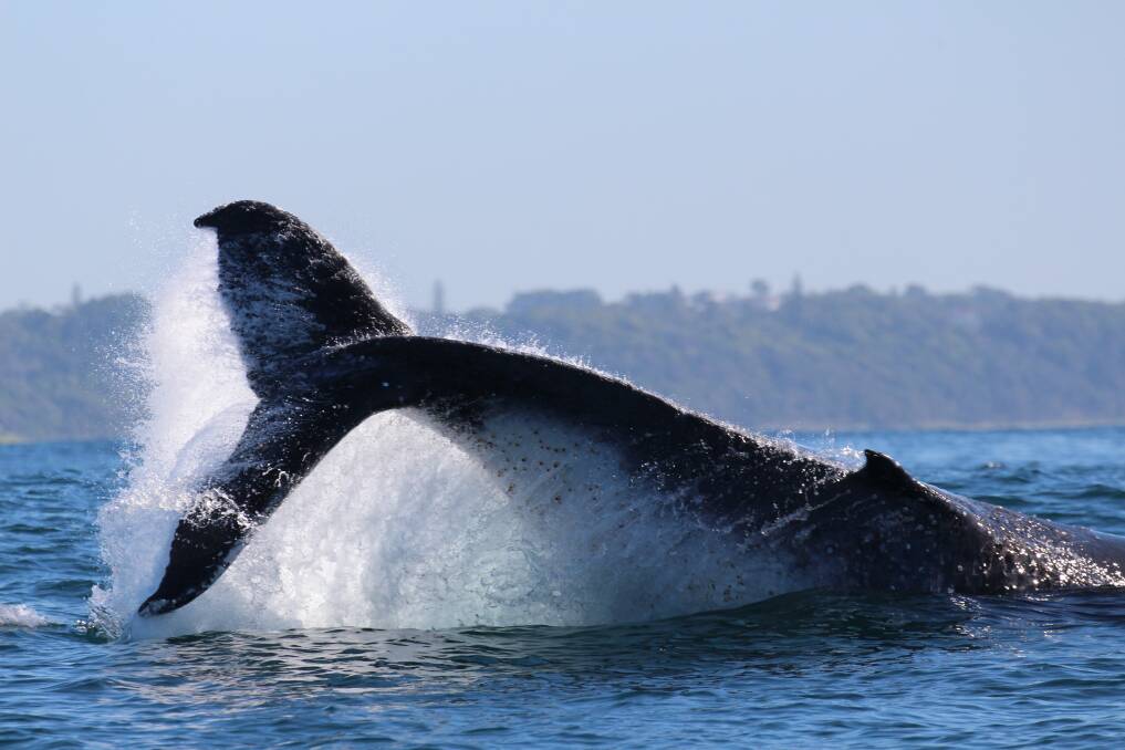 Making a splash: A magnificent sight of a whale at Port Macquarie.                         Photo: JODIE LOWE
