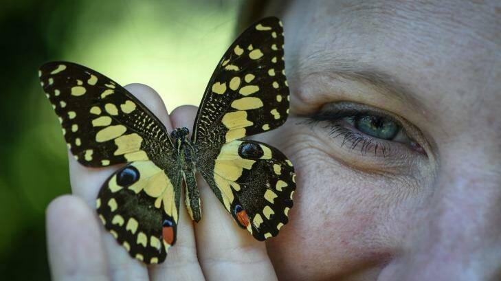Butterflies are very hard to breed and there are only a handful of breeders across the country. Photo: Brendan Esposito