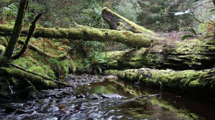 The average annual rainfall of 3 metres means the Tarkine wilderness area is particularly rich in plant life. Photo: Tourism Tasmania