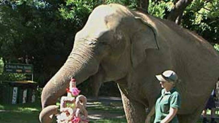 Tricia the elephant at Perth Zoo.