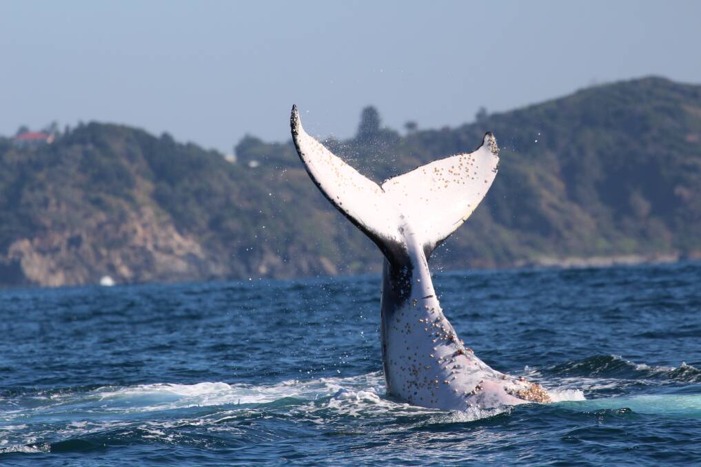 GENTLE GIANTS: One of the first whales spotted off Port Macquarie shows off its fluke. Photo: Jodie Lowe.