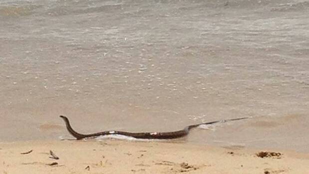 Snakes on beaches are not uncommon. This brown snake emerged from the water at Forster last year, causing quite a stir.