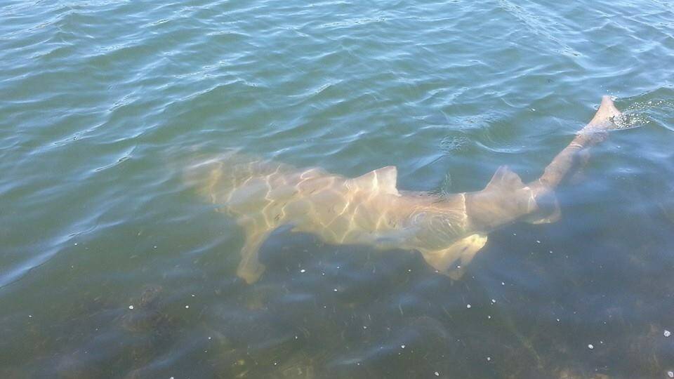 Another Grey Nurse Shark in North Haven. Their presence is a good sign for our local environment.