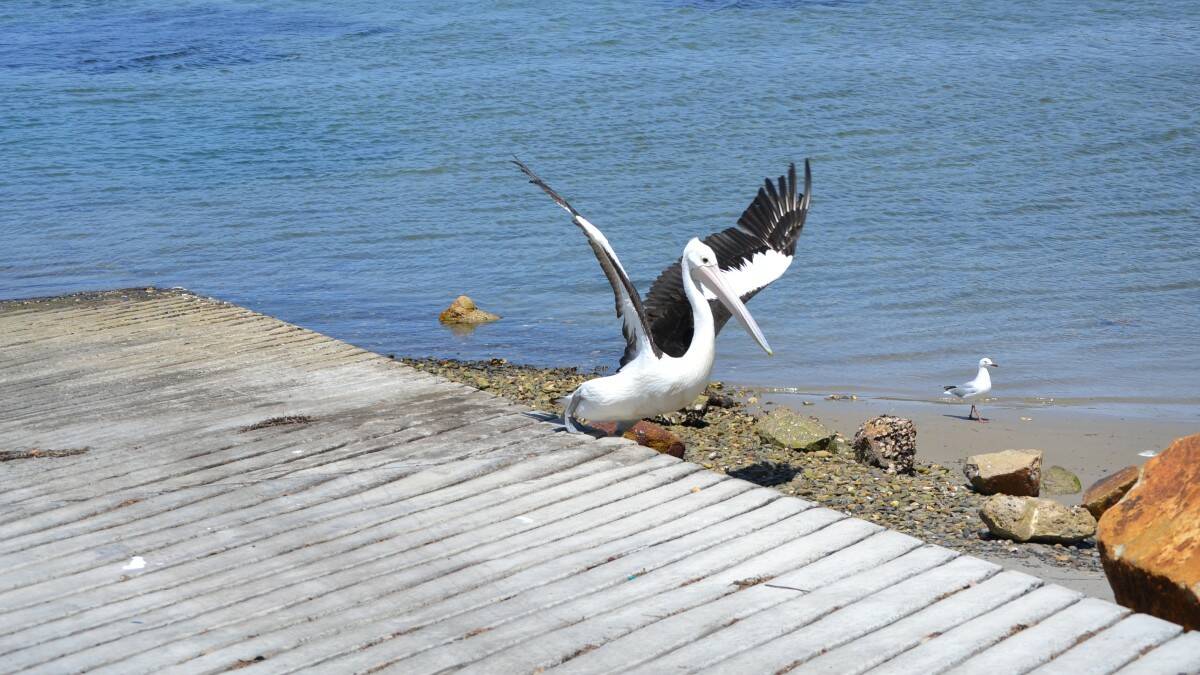 Only the birds can enjoy the southern side of the North Haven boat ramp.