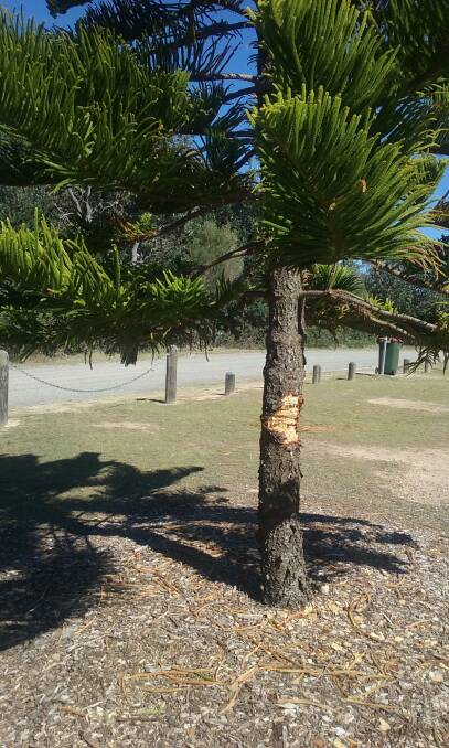 Tree vandalism means reserve will lose shade