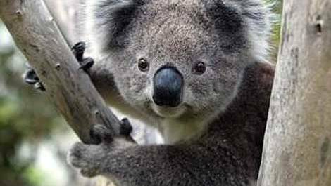 LETTER: Working to conserve koalas