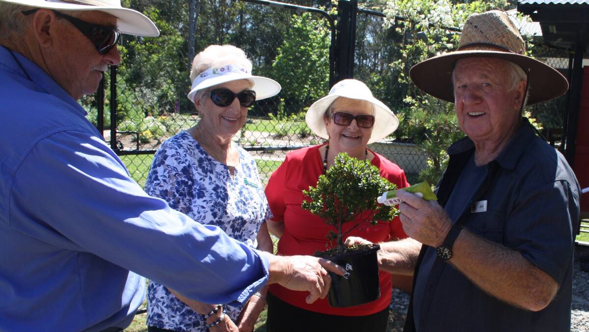 WORLD OF TINY PLANTS: John Cavey (right) shows Midcoast Garden Friends members a non-flowering Azalea with miniature leaves.