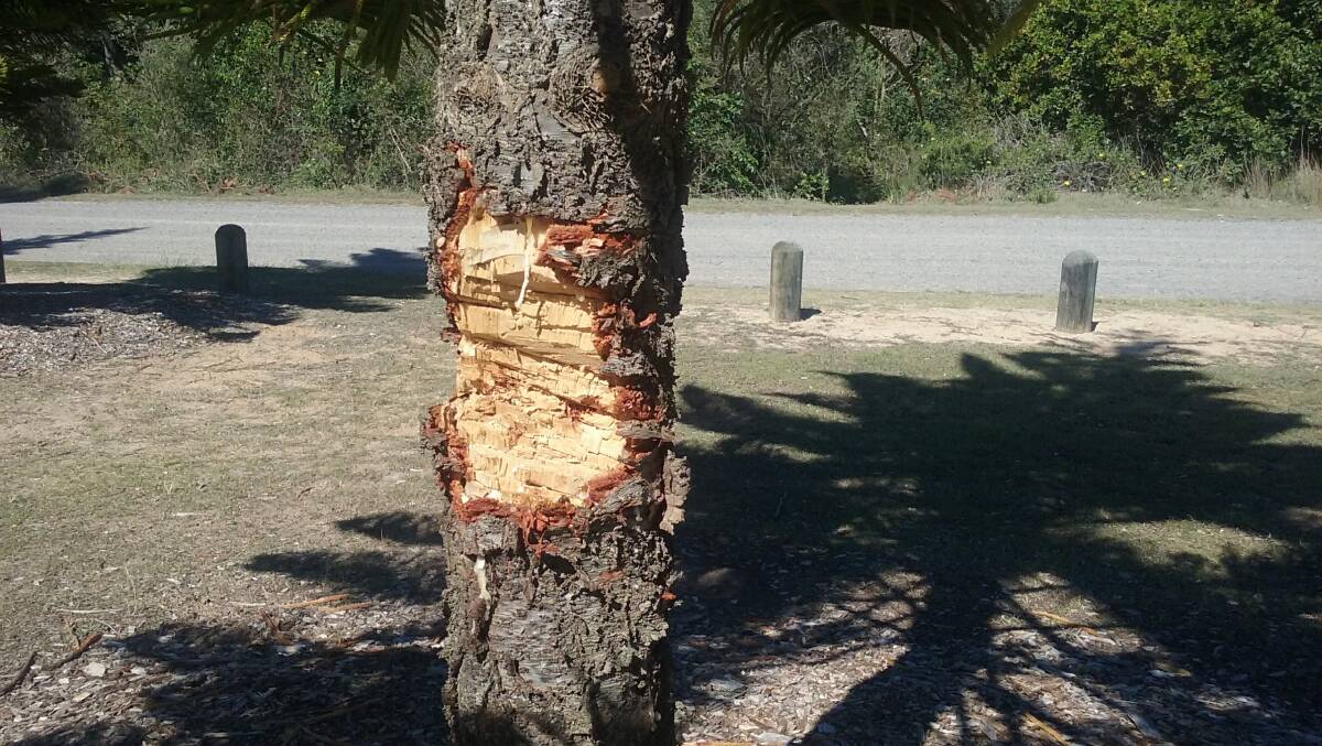 HACKED: The Norfolk Island Pine damaged by vandals.