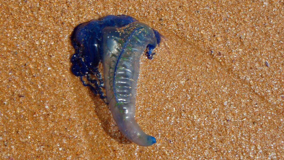 STING: Blue bottles have been seen in large numbers at North Haven. File image.
