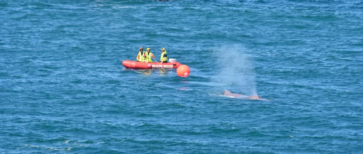The whale struggles as volunteers try to free it from the ropes off Shelly Beach on Sunday, September 17. Photo: Ivan Sajko