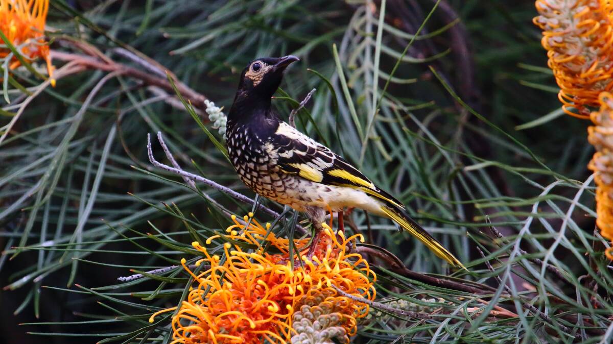 Gravely endangered: The Regent Honeyeater, spotted at Lake Cathie by bird enthusiast Peter West. Just 350 are left in the wild. Photo: Peter West.