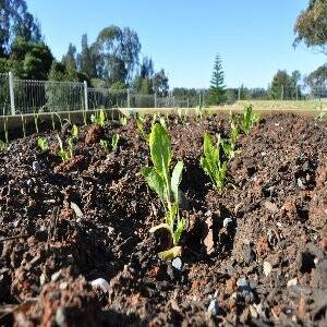 A healthy start to Laurieton’s community garden beds