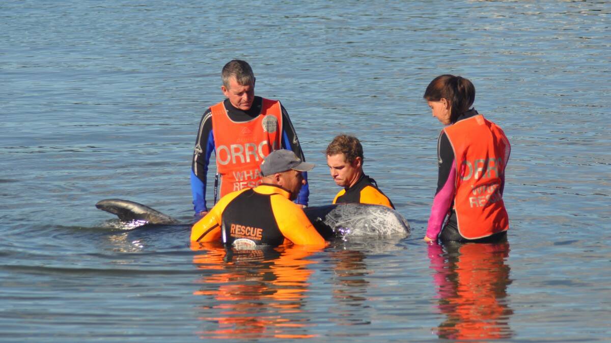 Valiant efforts to save Risso's Dolphin.