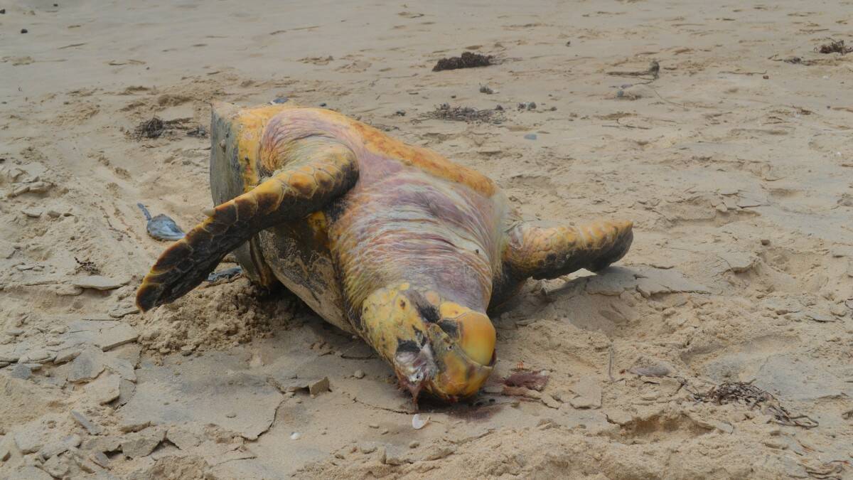 Sea turtle found on Grants Beach