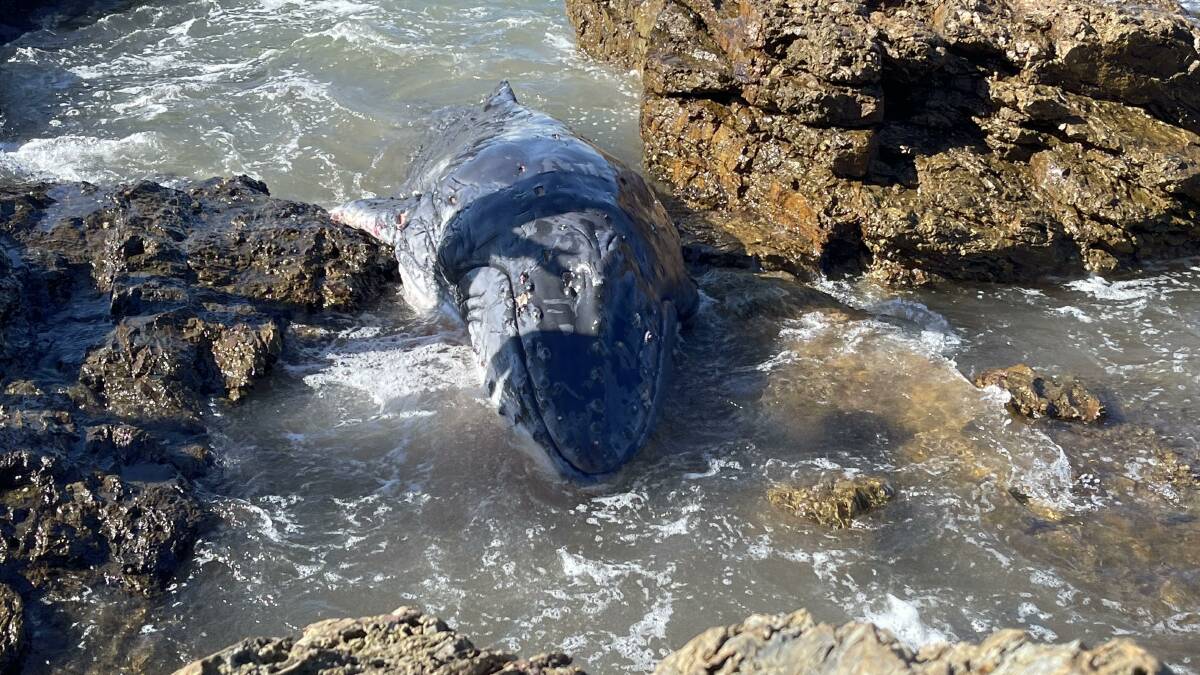 The whale is wedged in rocks on Oxley Beach. Picture: Jocelyn Howden