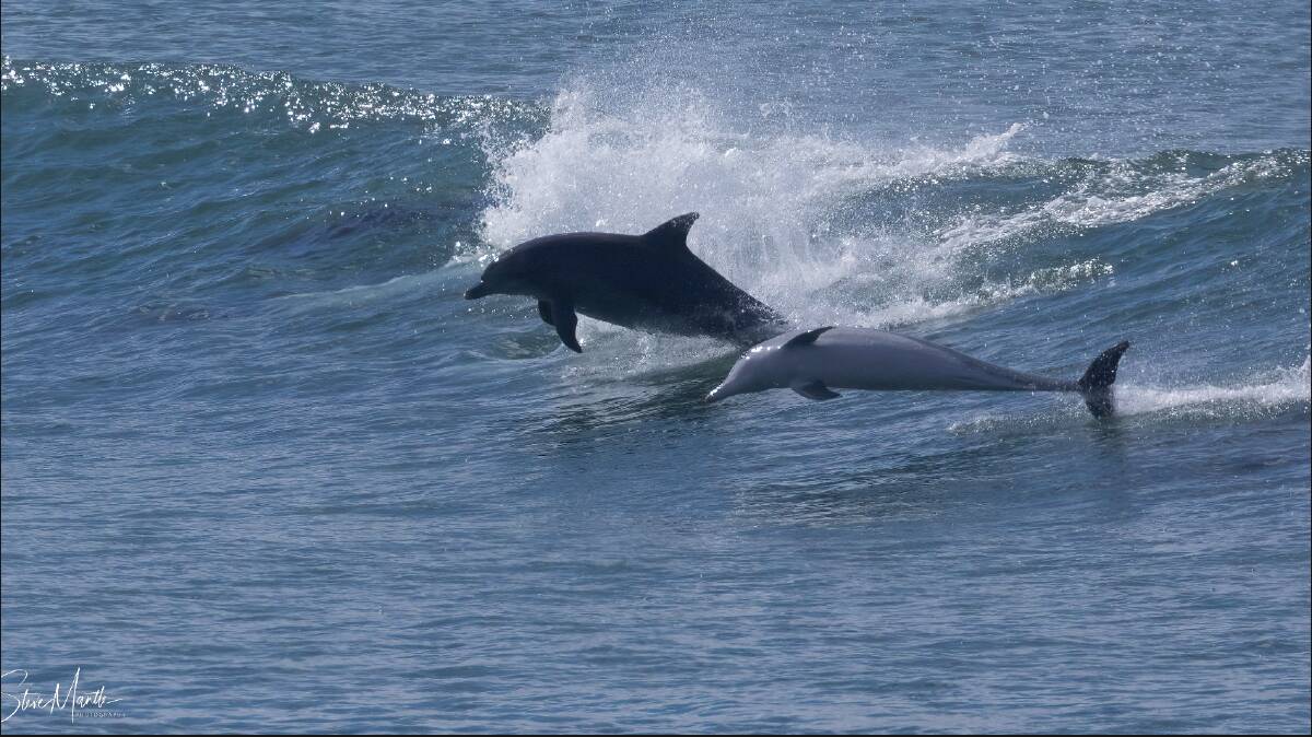 Dolphins at play off the North Haven breakwall. Picture by Steve Mantle