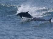 Dolphins at play off the North Haven breakwall. Picture by Steve Mantle