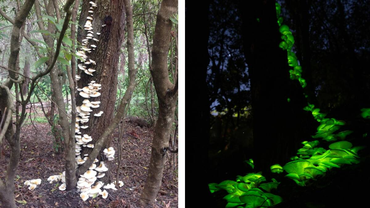 The ghost mushrooms during daylight hours (picture by Heather Meek) and then after the sun goes down! (picture by David Rogers)