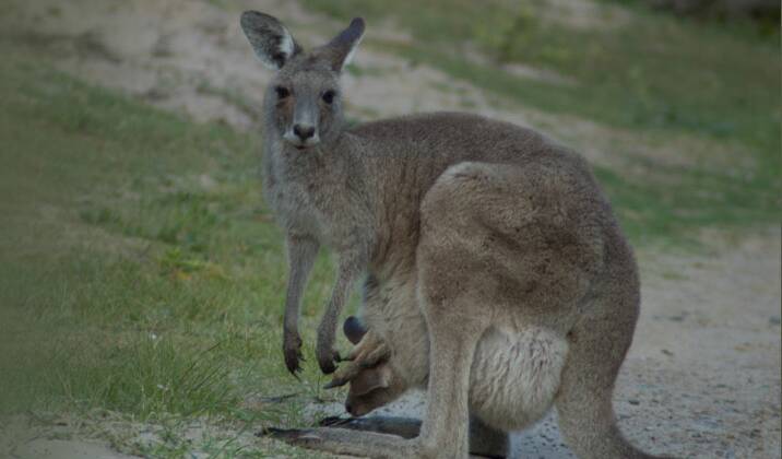 Shot: FAWNA says a female red-necked wallaby and joey were shot by an arrow at Lake Innes Road on Sunday.