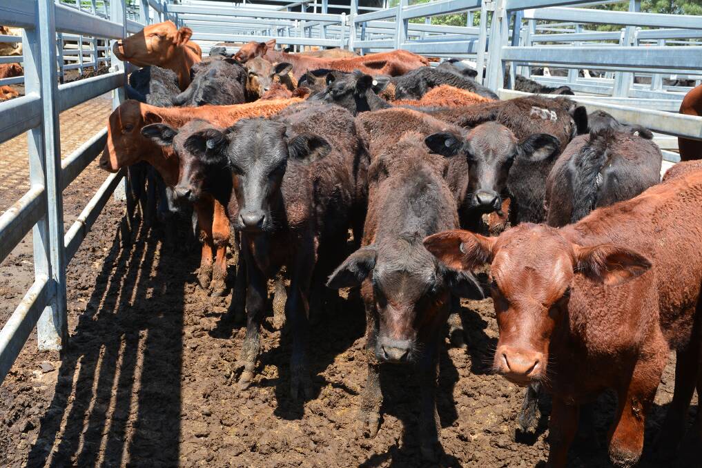 KEEP DISEASES OUT: Owners should regularly monitor their cattle for ticks.