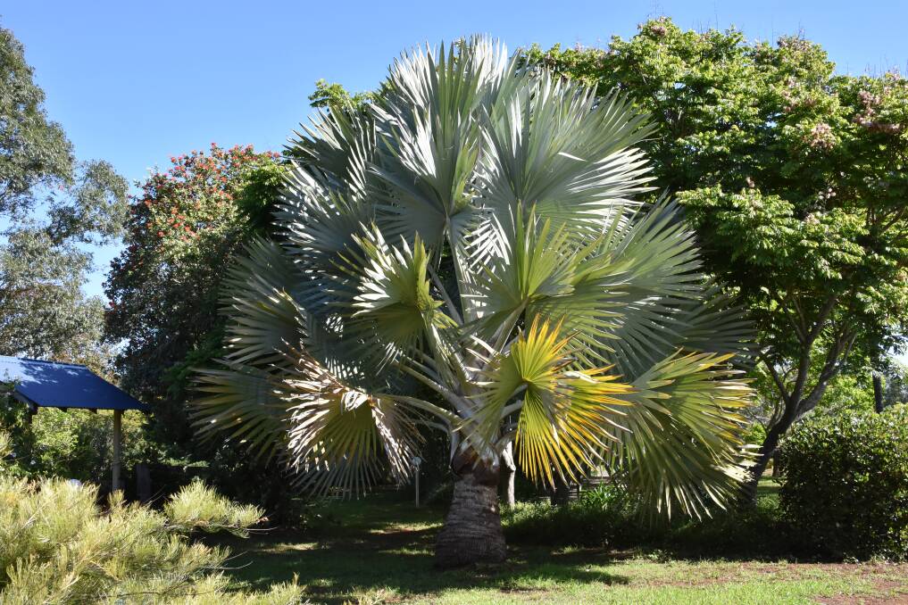 Densey's beloved Bismarckia palm.