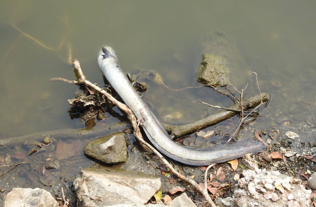 A dead eel at Lake Cathie.