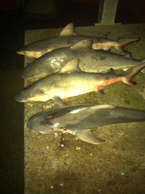 Troy Durose caught these bull sharks in the Hastings River in Wauchope.