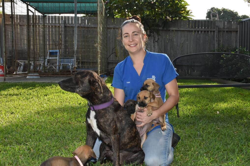 Wauchope vet nurse Tash Rankin with some of the rescued dogs who need forever homes.