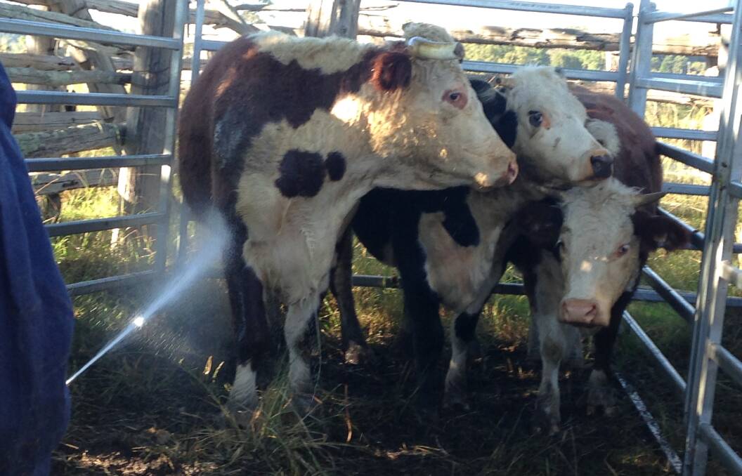 PREVENTION IS BETTER THAN CURE: Cattle being treated for cattle tick as part of a DPI supervised eradication program.