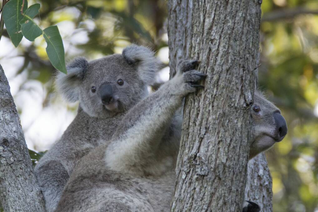 Saving an icon: Every koala saved is good news for the population. 