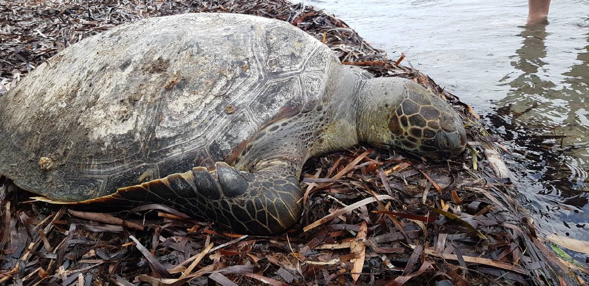 This sea turtle was found dead at a Sanctuary Point beach on Sunday, tangled in fishing line. Photo: Katrina Mitchell. 