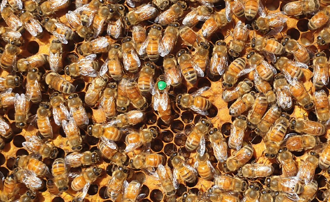 The queen bee is marked by a colour for the year of her birth. You can see her here with the green dot. Photo: Kim Chappell