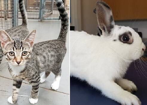 Fur babies: Head to the RSPCA Port Macquarie shelter to meet Forest the kitten and Noola the rabbit, both of whom await adoption.